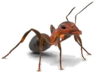 Ant on white background
