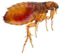 flea